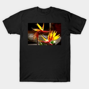 Oiseaux du paradis (Strelitzia Reginae) Fleur du Mexique T-Shirt